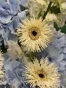 Bliss-2680.webp