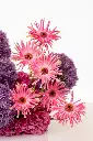 2023-06-12_BLISS_06-12.webp