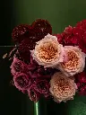 Bliss-2344.webp