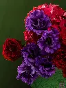 Bliss-1893.webp