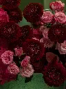 Bliss-1912.webp