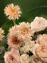 Bliss-1922.webp