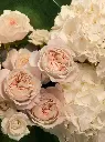 Bliss-1923.webp