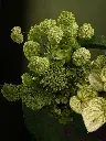 Bliss-1840.webp
