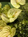 Bliss-1847.webp