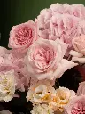 Bliss-2696.webp
