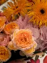 Bliss-2247.webp