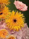 Bliss-2268.webp
