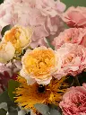 Bliss-2248.webp