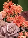 Bliss-2824.webp