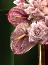 Bliss-2822.webp