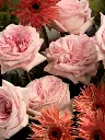 Bliss-1575.webp