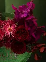 Bliss-2453.webp