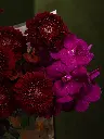 Bliss-1994.webp