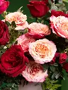 bliss-219.webp