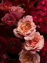 Bliss-2321.webp