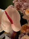 Bliss-2138-Edit.webp