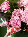 BLISS-281.webp
