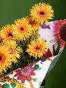 BLISS-157.webp