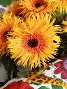 BLISS-160.webp