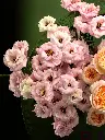 Bliss-2442.webp