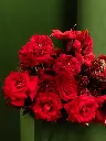 1D1A3446.webp