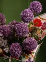 Bliss-2117.webp