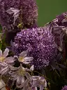 Bliss-2116.webp