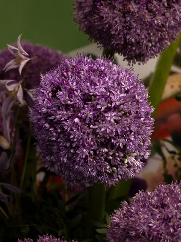 Bliss-2119.webp