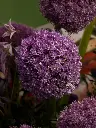 Bliss-2119.webp