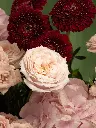 Bliss-1516.webp