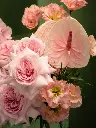 Bliss-2511.webp