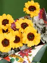 BLISS-171.webp