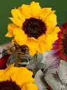 BLISS-178.webp