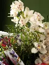 Bliss-3815.webp