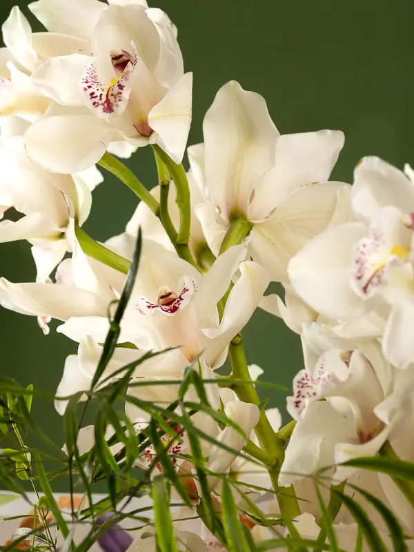 Bliss-3817.webp