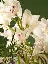 Bliss-3817.webp