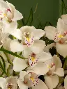 Bliss-3818.webp