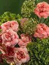 Bliss-2843.webp