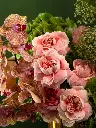 Bliss-2841.webp