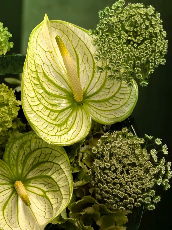 Bliss-1850.webp
