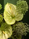 Bliss-1850.webp