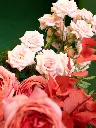 bliss-176.webp