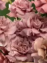 Bliss-2664.webp