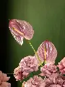 Bliss-2665.webp