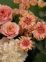 Bliss-1537.webp