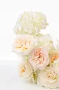 2023-06-12_BLISS_01-14.webp