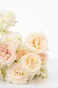 2023-06-12_BLISS_01-15.webp