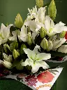 Bliss-1656.webp