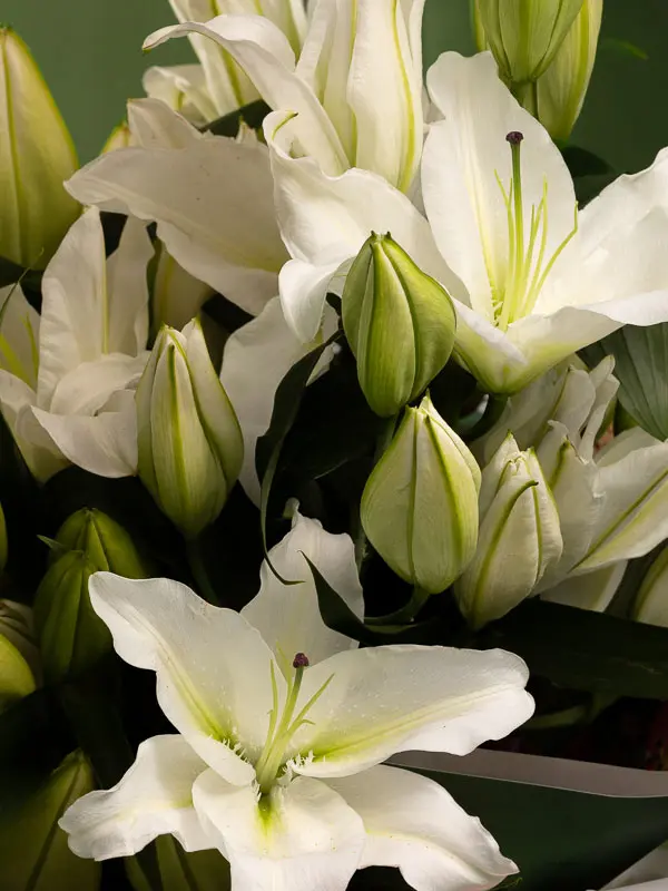 Bliss-1658.webp